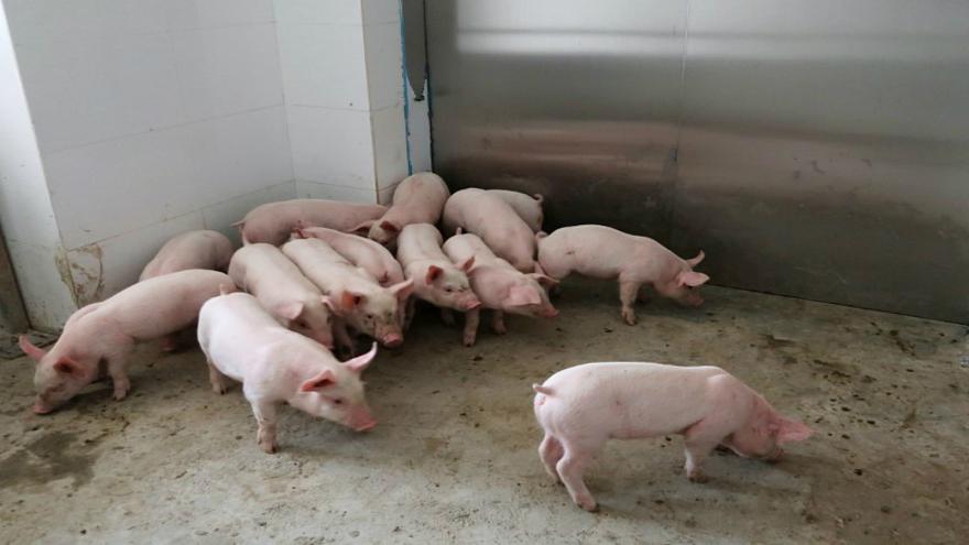 بعد كورونا: الصين تبتلى بحمى الخنازير الإفريقة