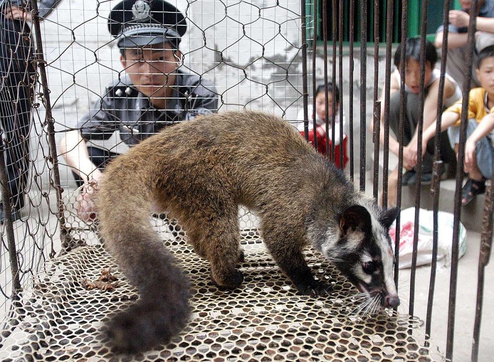 الصين: التفكير في تنقيح قانون الوقاية من الأوبئة الحيوانية