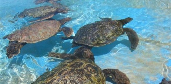 صفاقس :يصطاد و يبيع السلاحف البحرية المحمية  للعموم