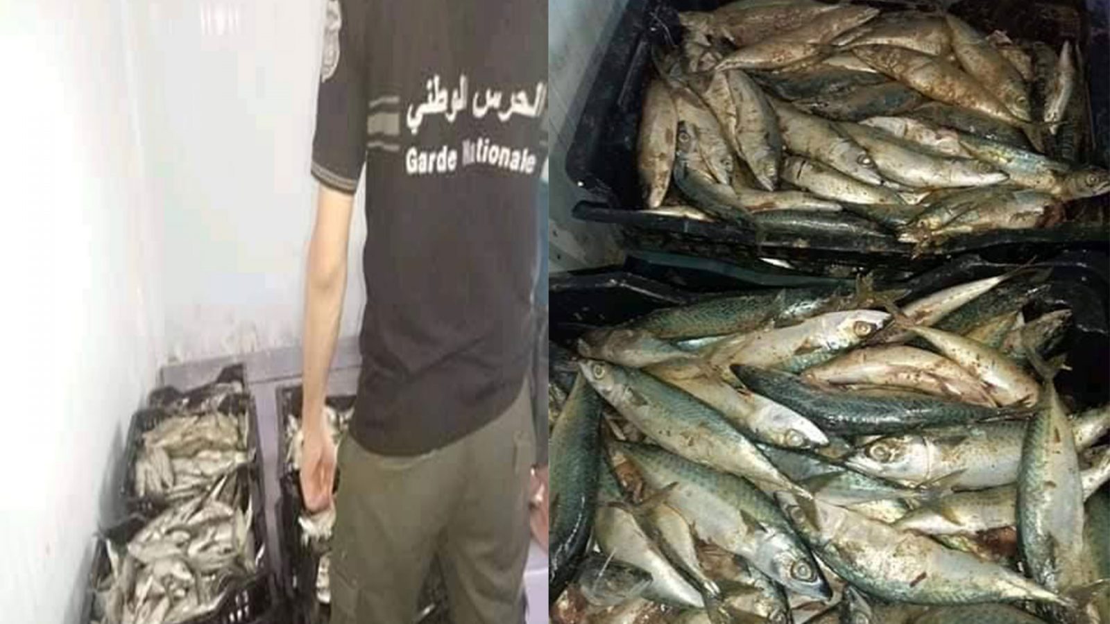 كشفها هؤلاء في سوسة :هذه الأسماك الفاسدة كانت في طريقها الى بطون المواطنين
