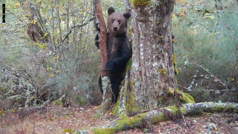 صورة اليوم: ظهر دبّ حين نامت ملايين الدببة في إسبانيا