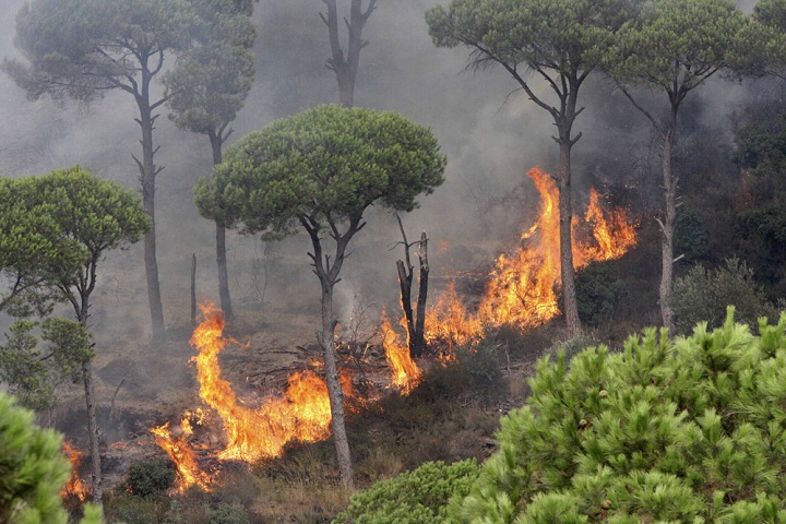 استعدادات وزارة الفلاحة لمجابهة حرائق الغابات