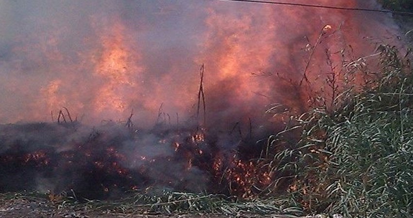 زغوان/حريق قرب محطة النقل البري يأتي على 5 الاف متر مربع من الاشجار