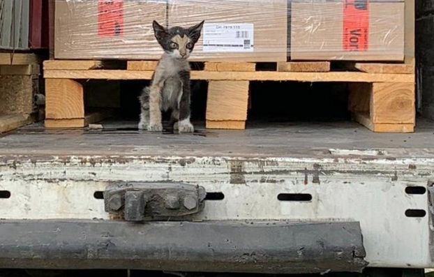 قطة تونسية تحرق إلى ألمانيا