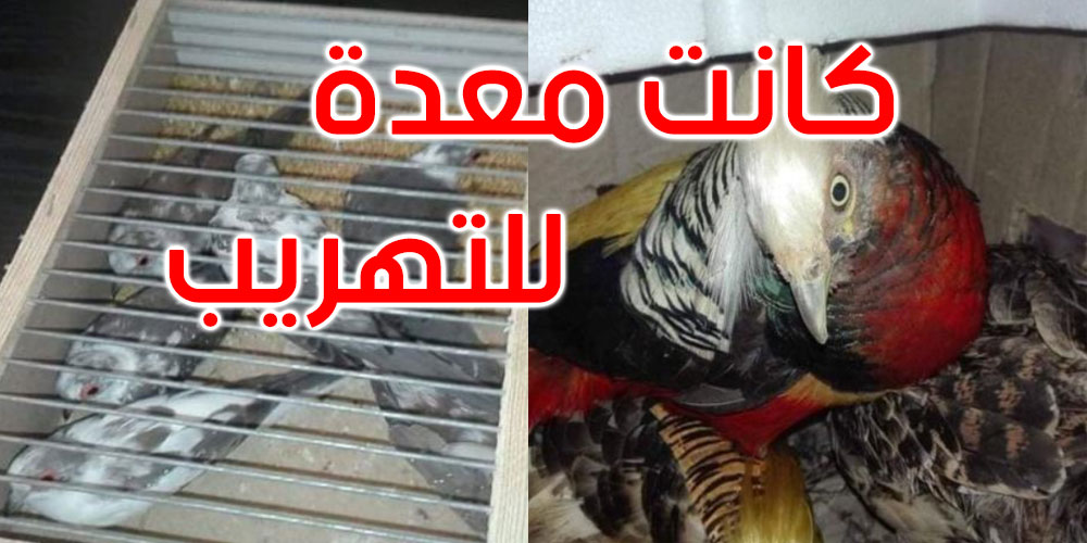 ايقاف شخصين كانا ينويان تهريب طيور نادرة الى الجزائر