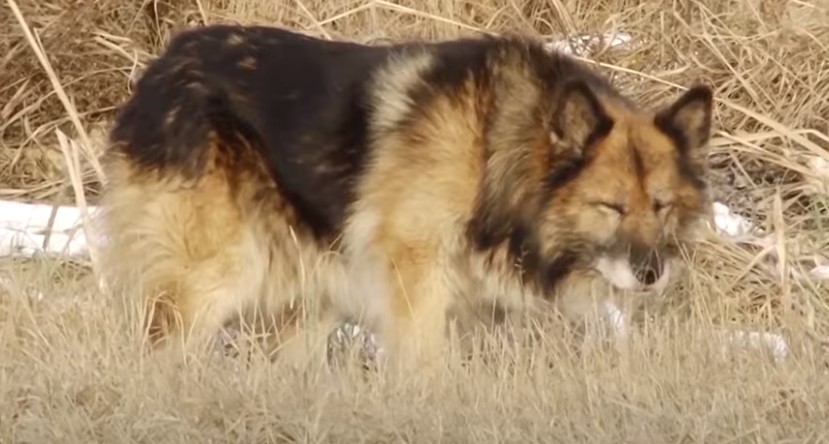 قصة مؤثرة ودرس في الوفاء/ كلب ينتظر صاحبه المتوفى منذ 11 سنة (فيديو)