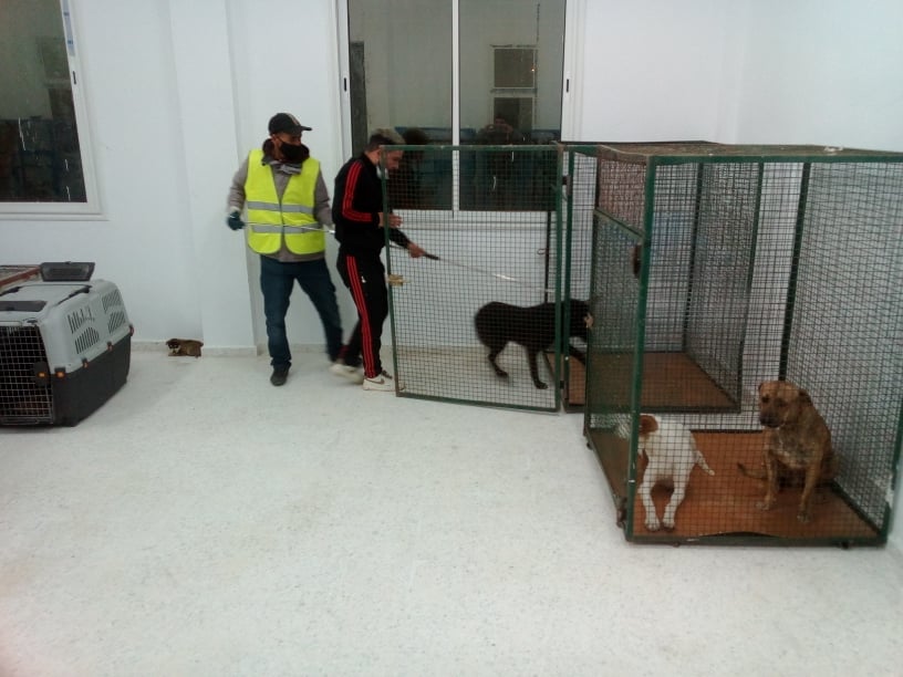 في انتظار مآوي للمواطنين المشردين: بلدية حلق الوادي تنقل الكلاب السائبة إلى المآوي المخصصة لها (صور)