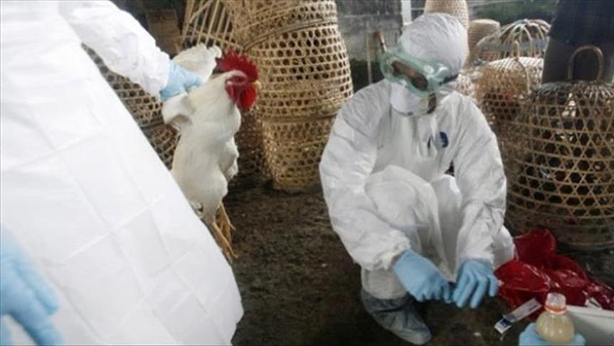 كوريا الجنوبية ترصد فيروسا شديد العدوى..