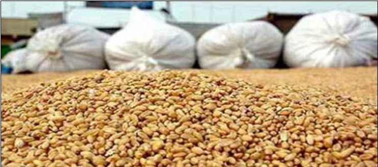 وزارة الفلاحة تحدد أسعار البذور الممتازة لمختلف أصناف الحبوب
