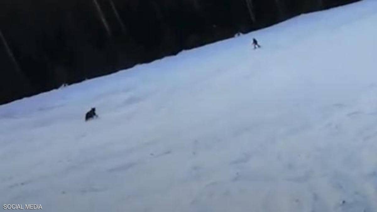 “فيديو الرعب” لمتزلج واجه دبا !