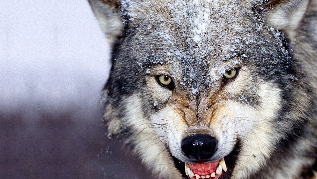 فيديو : روسي يقتل ذئبا بيدين عاريتين لانه هاجم كلبه و حصانه