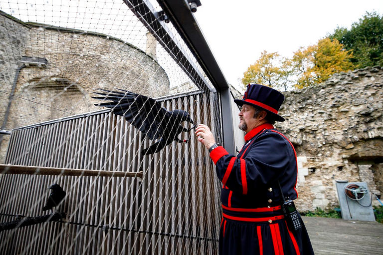 اختفاء “ملكة غربان” برج لندن يثير المخاوف (فيديو)