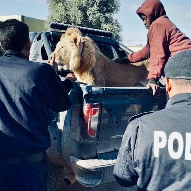 القبض على أسد  يتجول في ليبيا (صور و فيديو)
