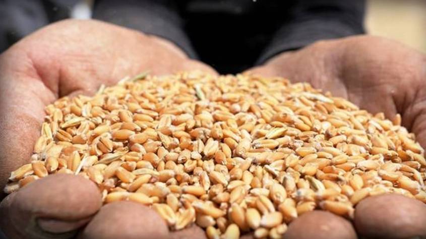 سعر القمح يقفز بأكثر من 4%