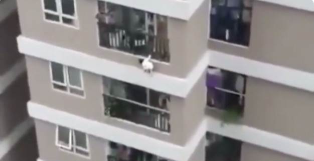 فيديو يحبس الأنفاس/ سقوط  طفلة من الطابق الـ 12