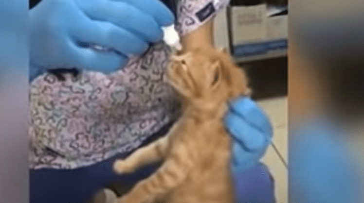 قطة تحمل صغيرها المريض إلى المستشفى وتطلب المساعدة !!! (فيديو)