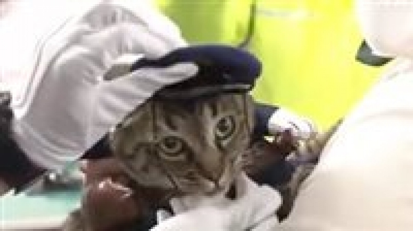 وللقطط حظوظ /تعيين قطة في اليابان رئيسا لمركز شرطة (فيديو)
