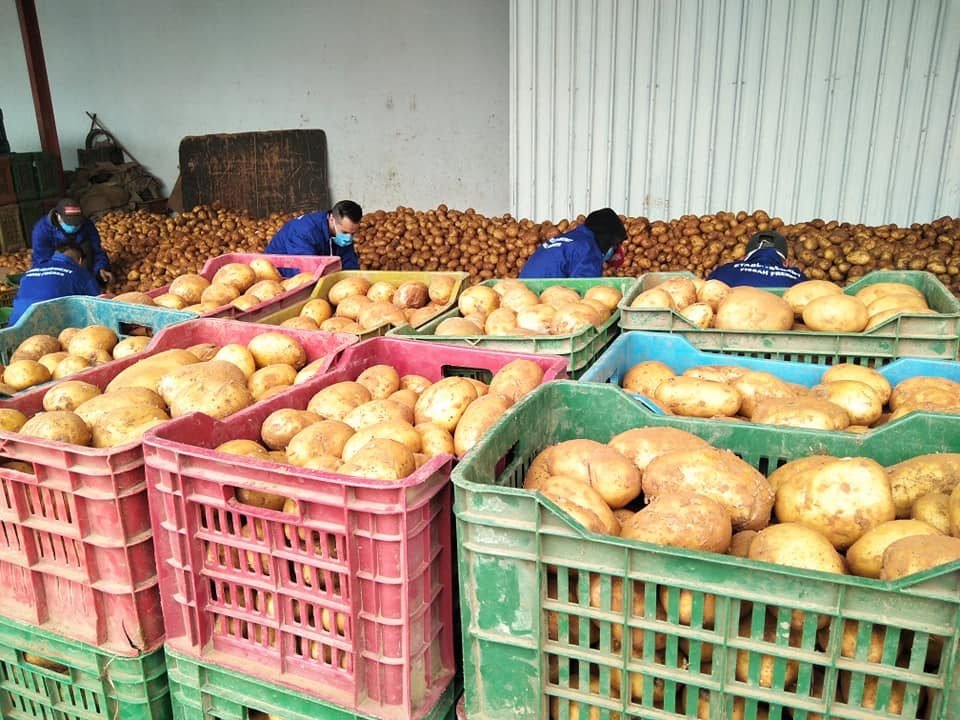 اتحاد الفلاحة: إقرار برنامج خزن تعديلي لامتصاص فائض البطاطا