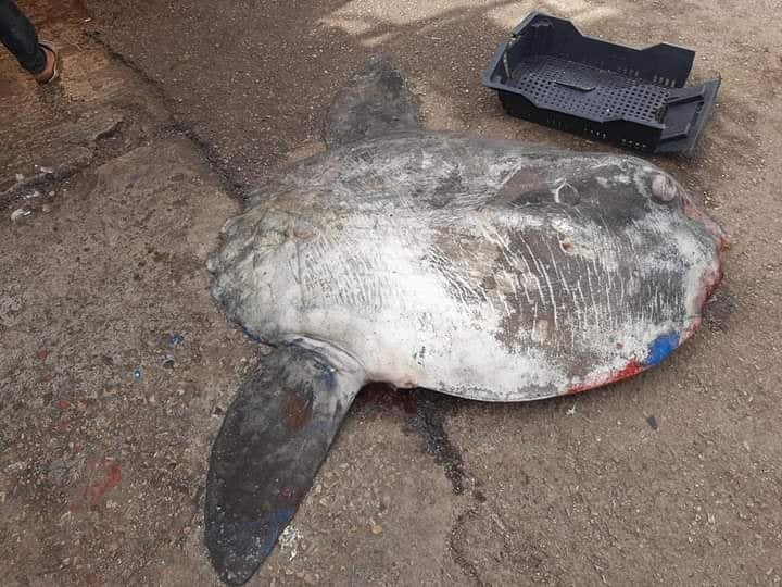 جرجيس: صيد “سمكة القمر” أصيلة ساحل المكسيك وغواتيمالا