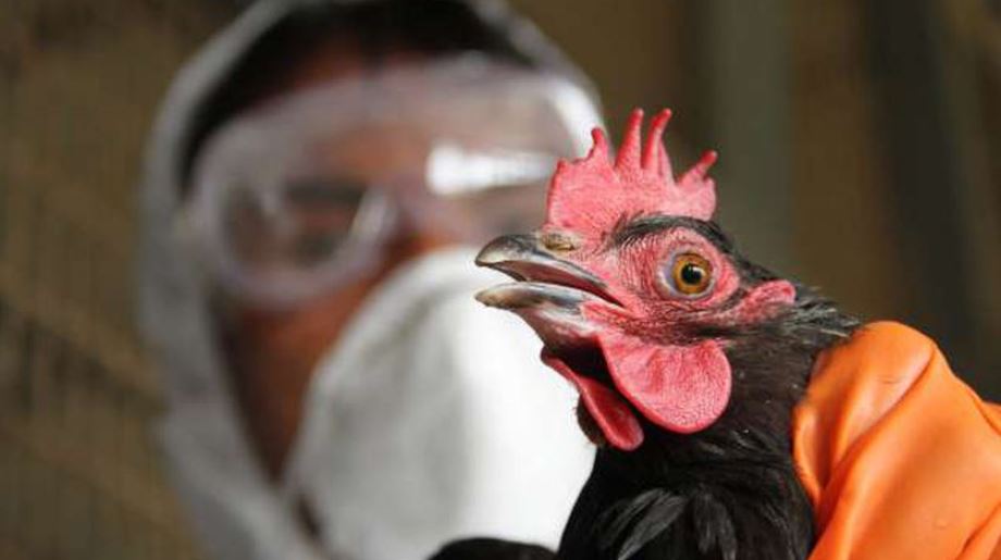 تسجيل أول إصابة بشرية بإنفلونزا الطيور في هذا البلد