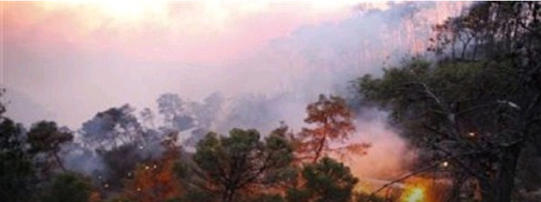 منوبة /حريق يأتي على 7 هكتارات من الغابات