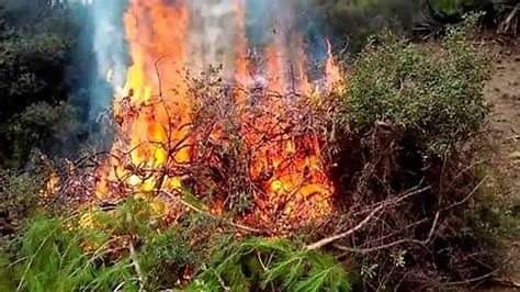 اندلاع حريق جديد في غابات الزيتون بهذه المنطقة