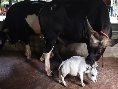 “البقرة القزم” الأصغر في العالم (فيديو)
