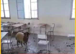 خروف في احد اقسام معهد ثانوي (فيديو)