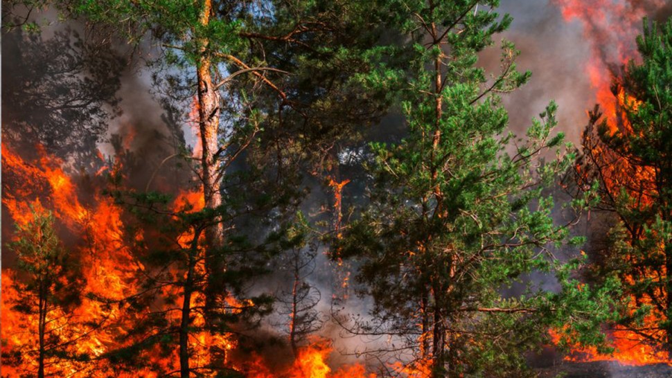 الحرائق تأتي على 200 هكتارا من الأشجار الغابية في هذه الولاية