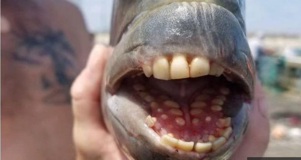 سمكة غريبة “بأسنان بشرية “