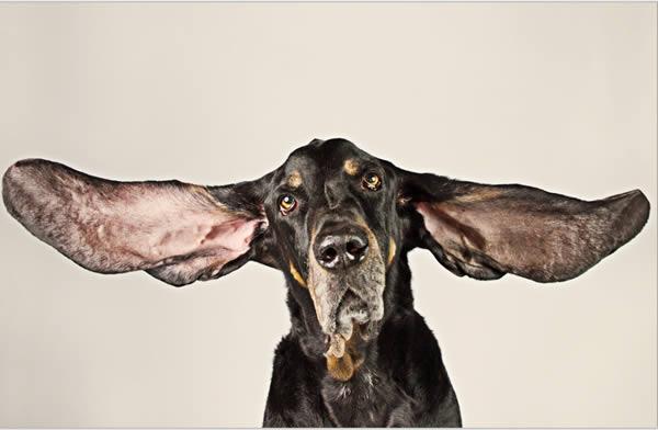 كلب يدخل موسوعة غينيس بأطول أذنين في العالم (صور)