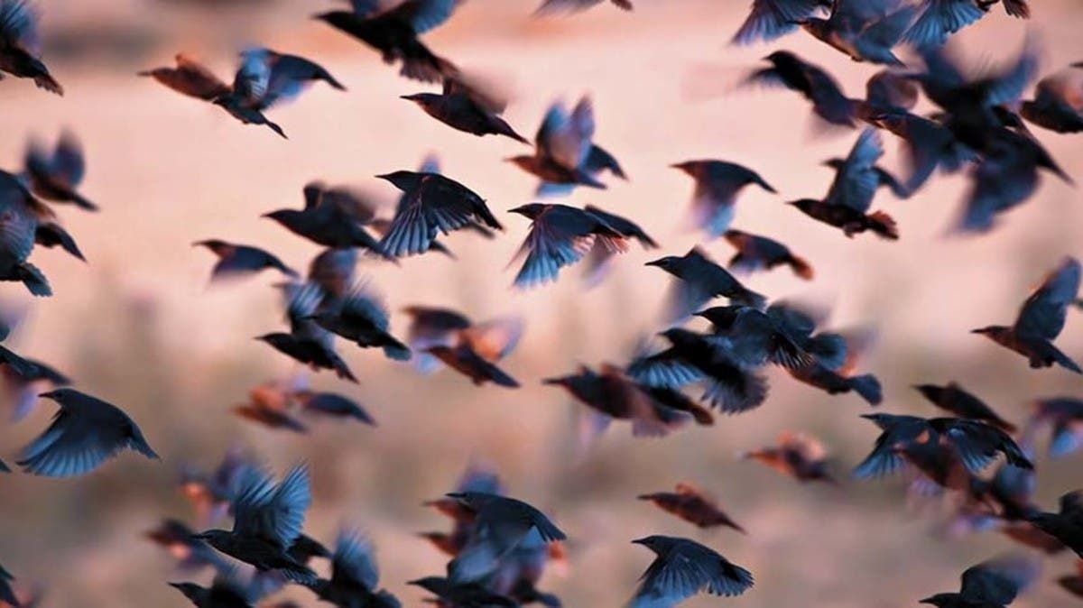 غموض يلف تساقط أسراب من الطيور ميتة من السماء (فيديو)