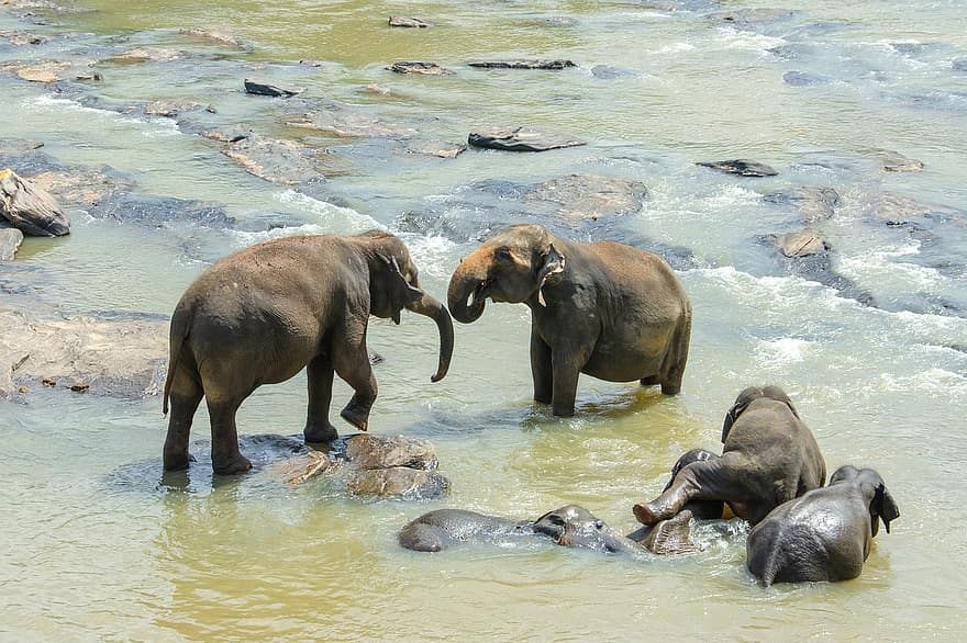 أنثى فيل في سريلانكا تضع توأما في حدث لم يتكرر منذ 80 عاما (فيديو)