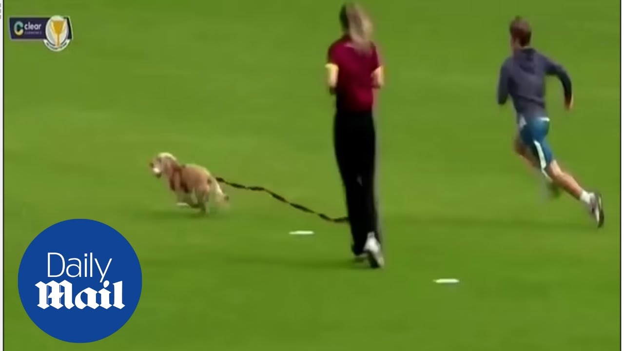 كلبة تفاجئ لاعبات وتقتحم الملعب لتخطف الكرة (فيديو)