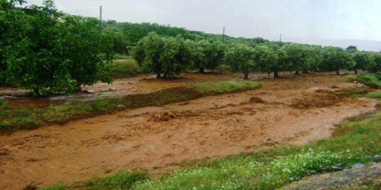 تالة: أضرار كبيرة في المحاصيل والآبار بسبب الأمطار