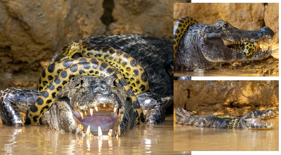 تمساح يستخدم ذكاءه لتحرير نفسه من قبضة الأناكوندا المميتة (فيديو)