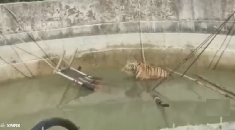 فيديو/ العشرات يهرعون لإنقاذ نمر عالق في بئر