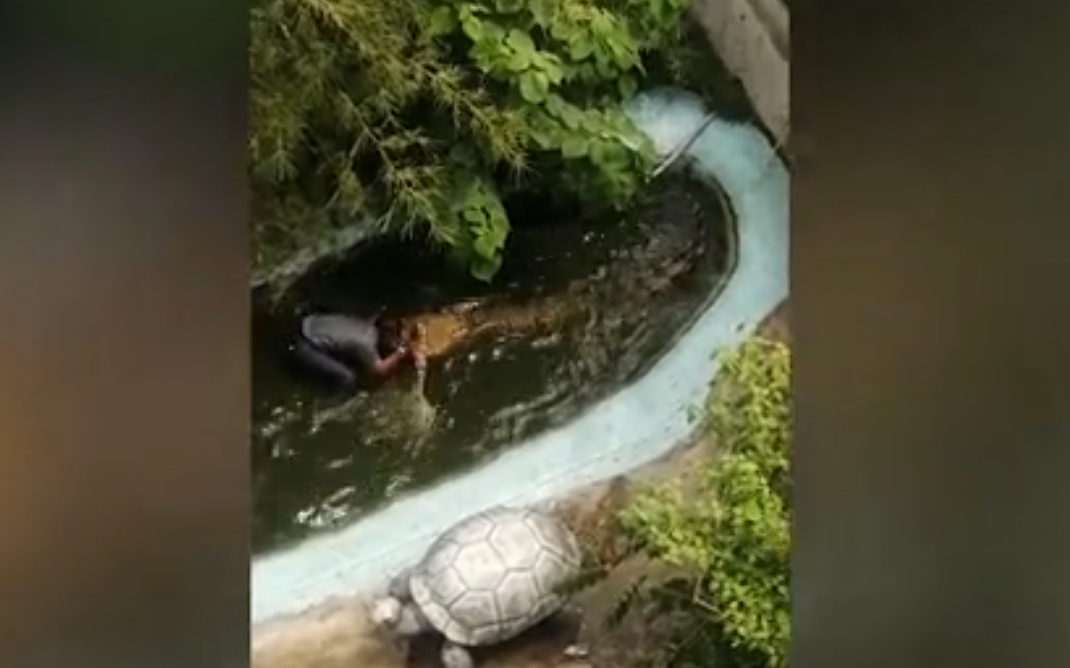 فيديو/ تمساح ينقضّ على سائح أراد إلتقاط سيلفي