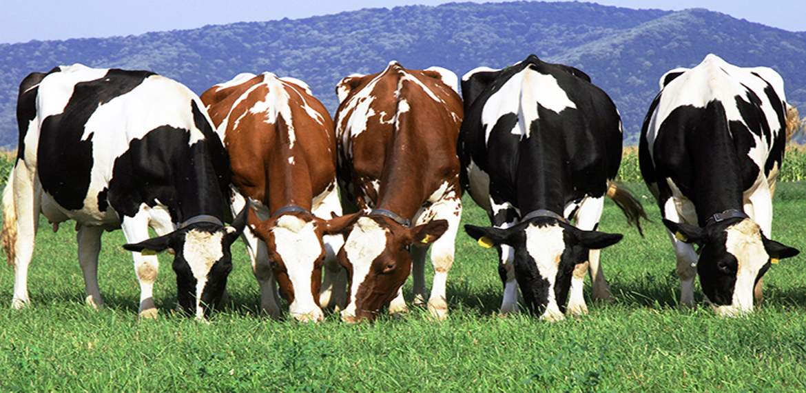 اكتشاف 6 بؤر لمرض النزيف الفيروسي لدى الأبقار في هذه الولاية