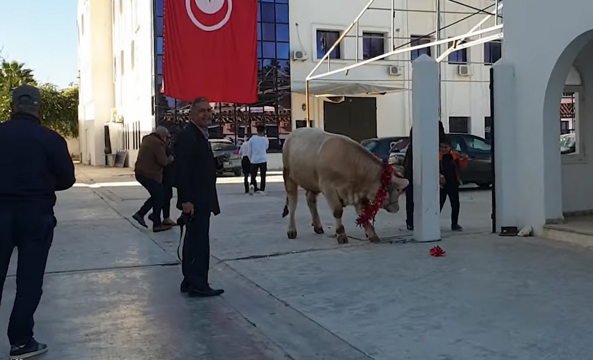 عجل وخروف احتفالا بعودة حنبعل للبث (صور)