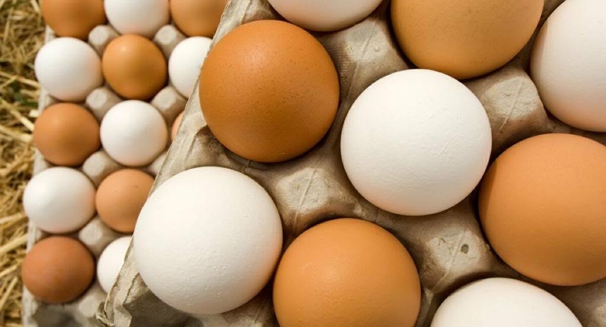 ارتفاع أسعار البيض.. الأسباب