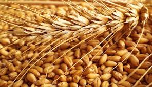 ديوان الحبوب يُطلق طلب عروض لشراء كميات من القمح والشعير