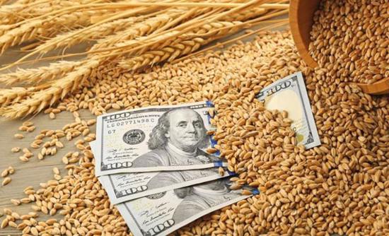 أمن غذائي على المحك/ ارتفاع أسعار القمح الصلب في السوق العالمية