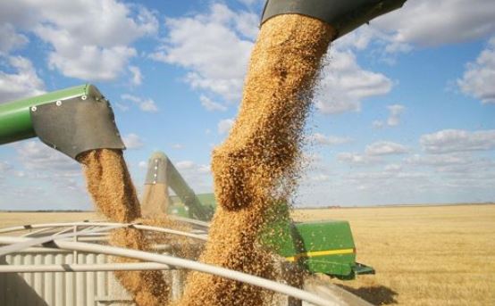برنامج الغذاء العالمي: تونس ضمن الأكثر عرضة لنقص امدادات القمح