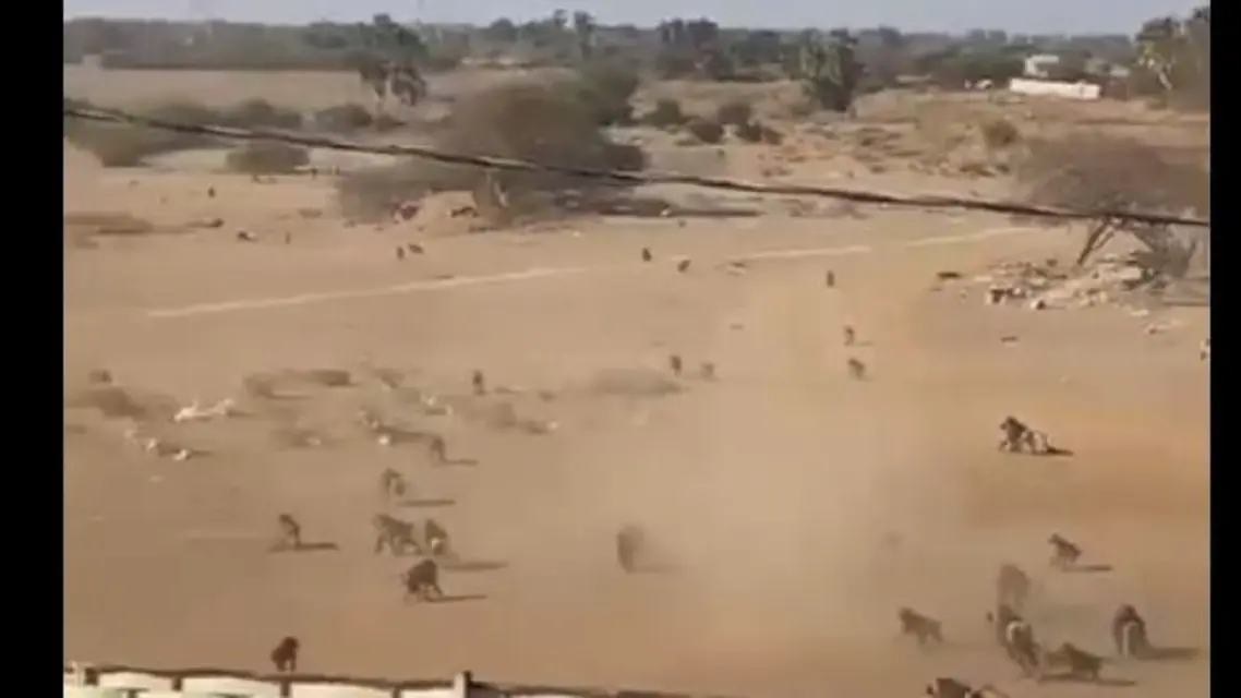 شاهد الفيديو/ معركة حامية الوطيس بين قرود في السعودية.. وتحذير للمواطنين
