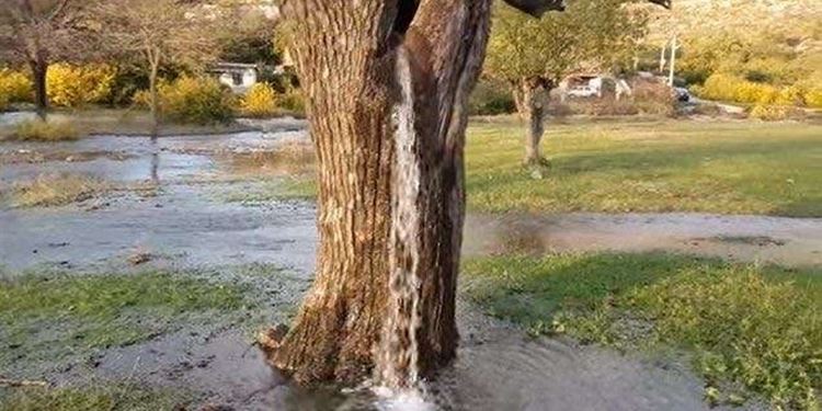 شاهد الفيديو/ المياه تتدفّق من شجرة في هذه الدولة
