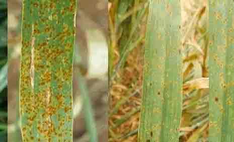 مرض يهدّد محصول القمح والأعلاف بهذه الولاية