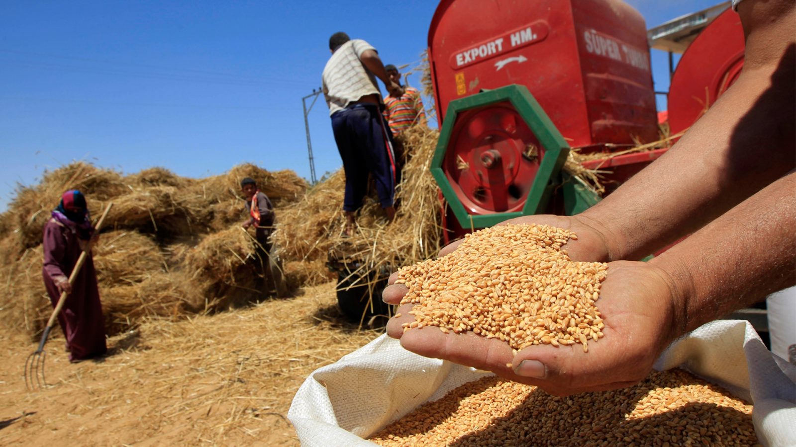 المغرب يفقد أكثر من نصف محصوله من الحبوب لهذا السبب
