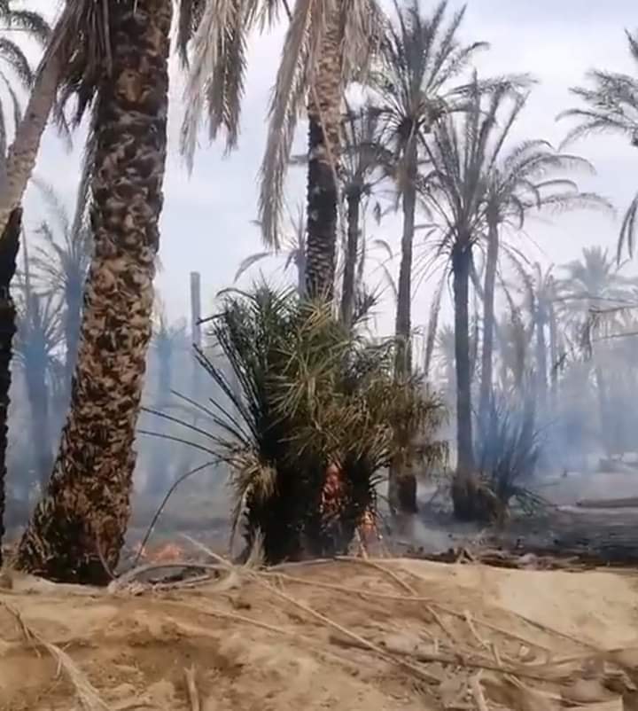 أتلف 700 نخلة/ السيطرة على حريق واحة الحامة (فيديو)