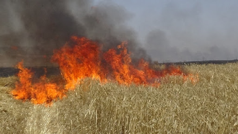 سليانة/ حريق يأتي على 50 هكتارا من القمح والحصيدة